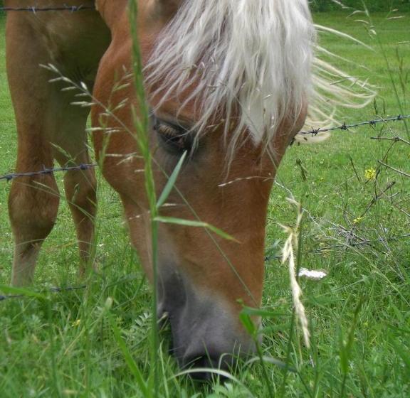 فندق Ferienhaus Zur Alten Schmiede