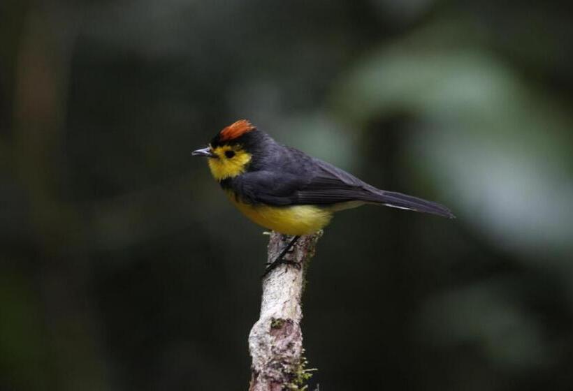 호텔 Sueños Del Bosque Lodge