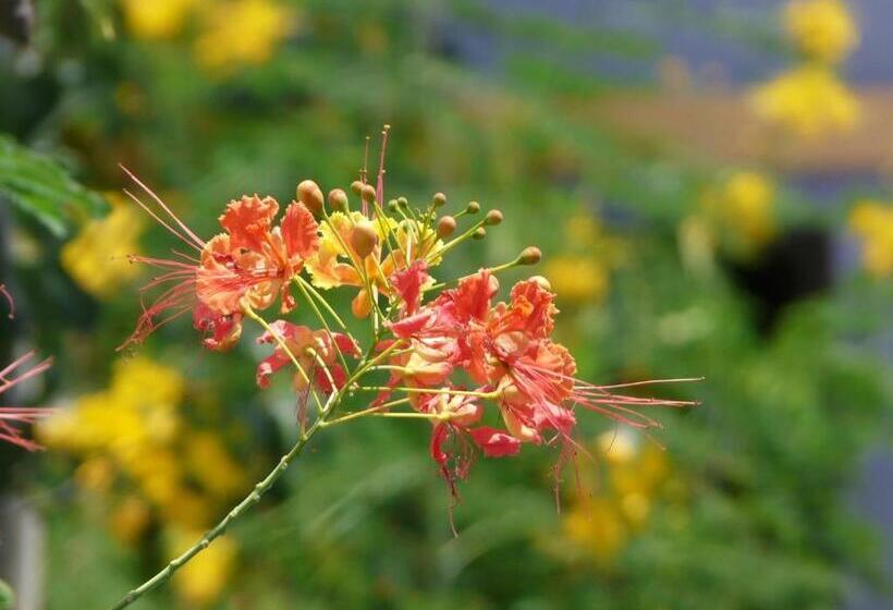 پانسیون Pousada O Refúgio