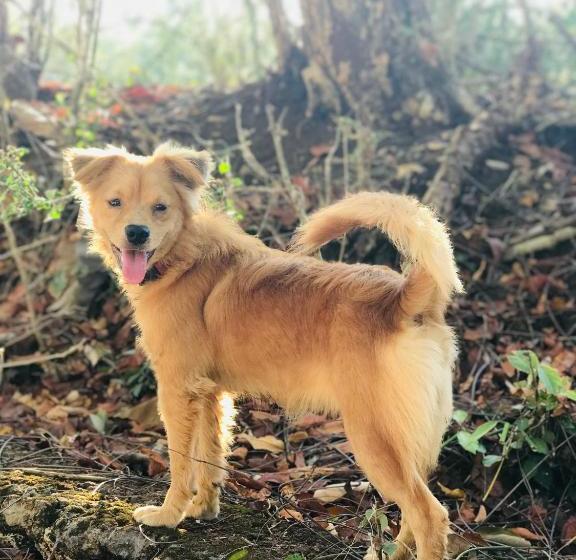 ペンション Satria Bungalow