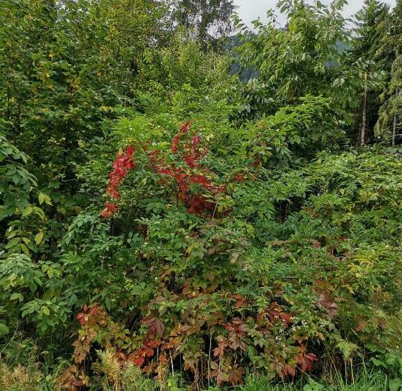 הוסטל Landgasthof Steiner