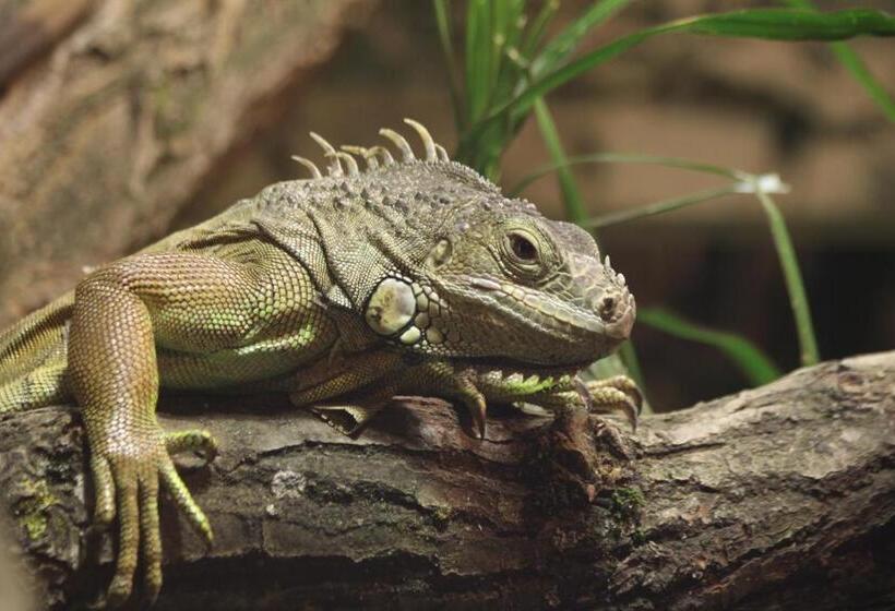 Aparthotel Tropenhaus Bansin