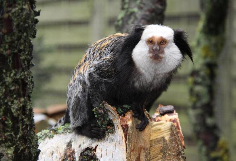 Aparthotel Tropenhaus Bansin