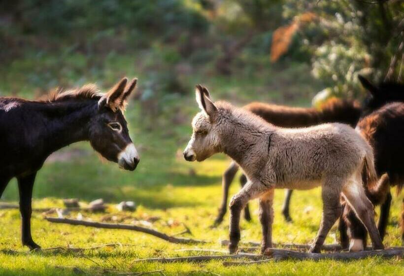 酒店 Agriturismo Le Radici