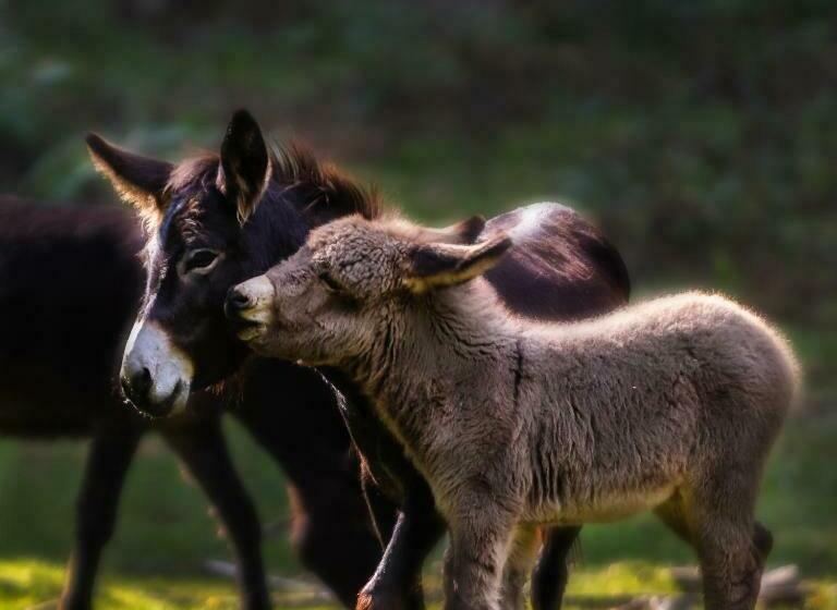 酒店 Agriturismo Le Radici