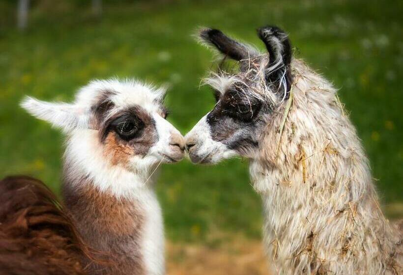 酒店 Agriturismo Le Radici