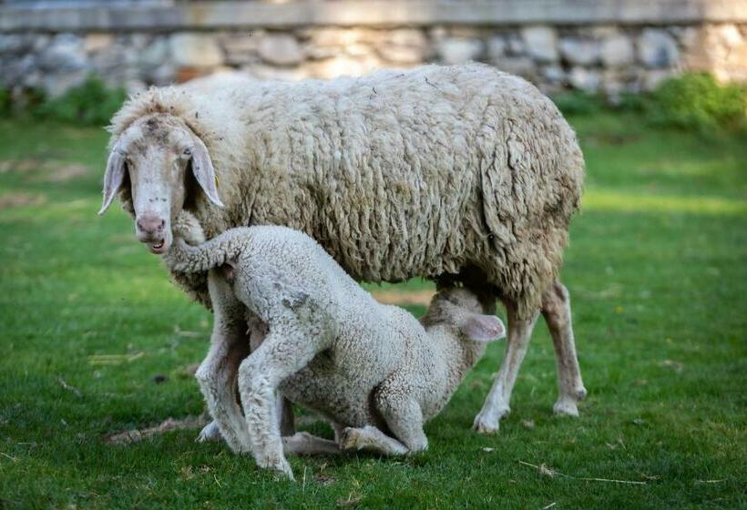 酒店 Agriturismo Le Radici