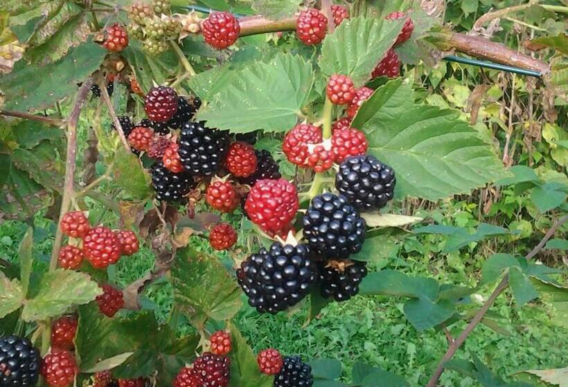 酒店 Agriturismo Le Radici