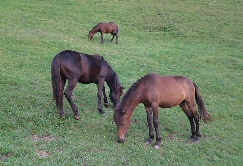 酒店 Agriturismo Le Radici