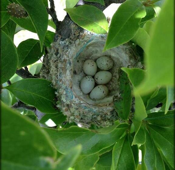 호텔 Curral De L Tiu Pino