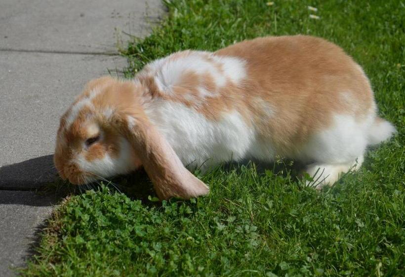 בית מלון כפרי Scheibenhof