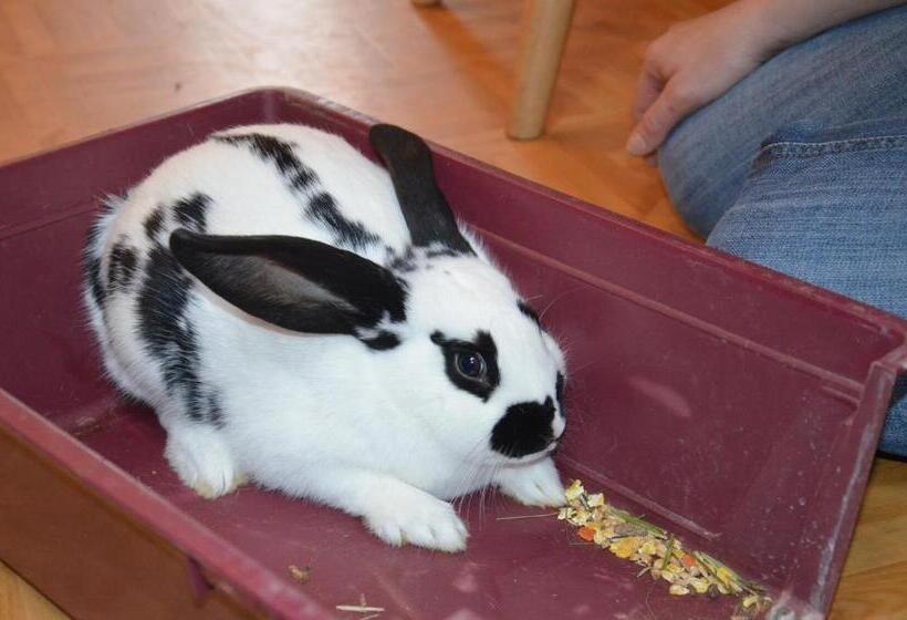 בית מלון כפרי Scheibenhof