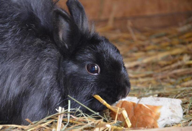 בית מלון כפרי Scheibenhof