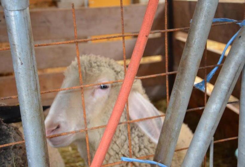 בית מלון כפרי Scheibenhof