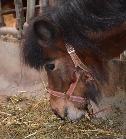 בית מלון כפרי Scheibenhof