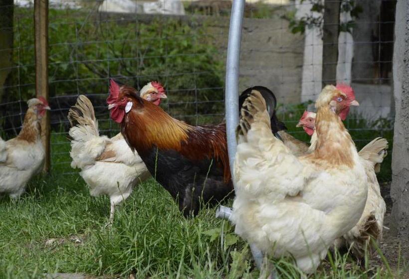 Panoramapension Lerchner