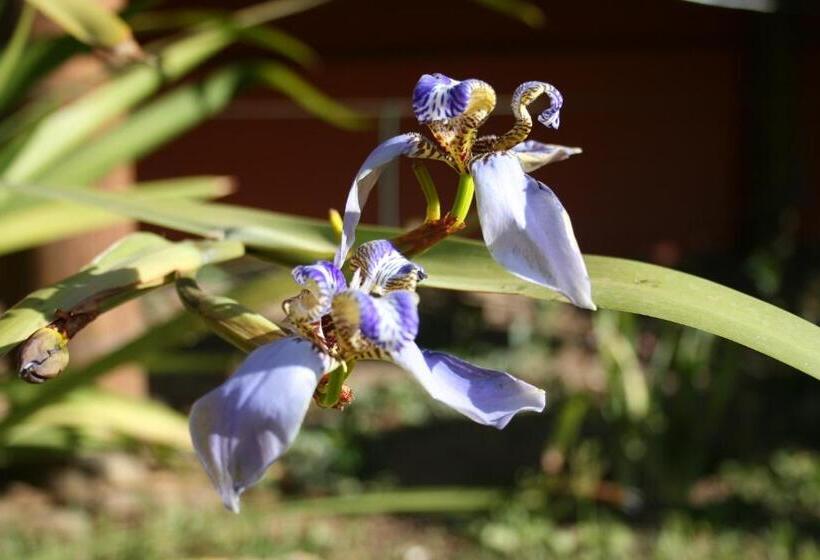 ペンション Buddy's Hostel & Pousada Alto Paraiso