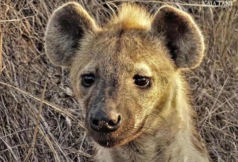 펜션 Kaia Tani Exclusive Guesthouse