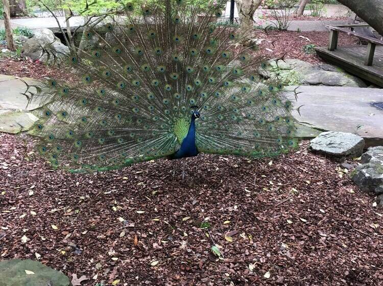 فندق صغير The Gables Inn