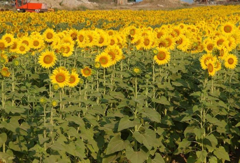 호텔 Agriturismo Gli Etruschi