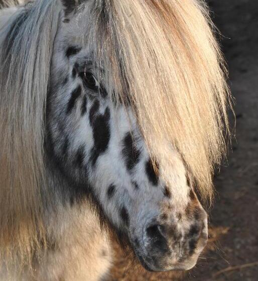 호텔 Agriturismo Lillastro