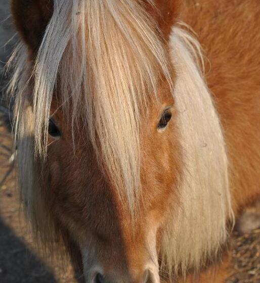 호텔 Agriturismo Lillastro