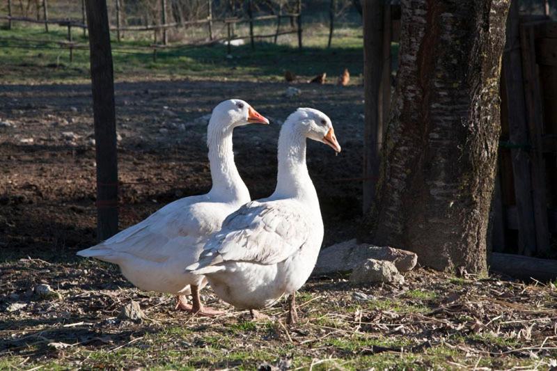 בית מלון כפרי Casa Verniano