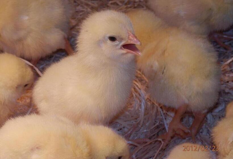 هتل Eco Tourist Farm Ravnjak