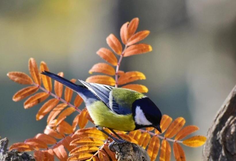 بنسيون La Posada