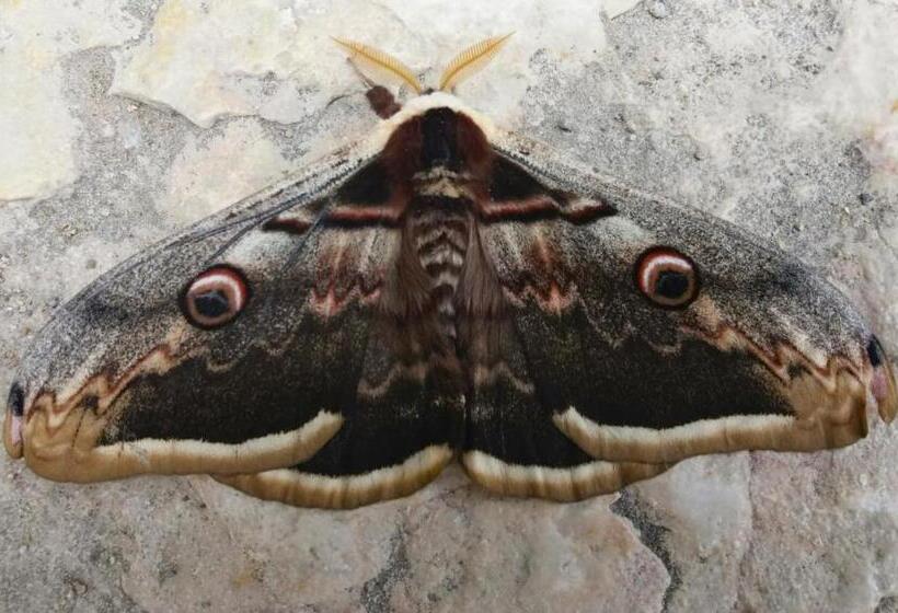 بنسيون La Posada