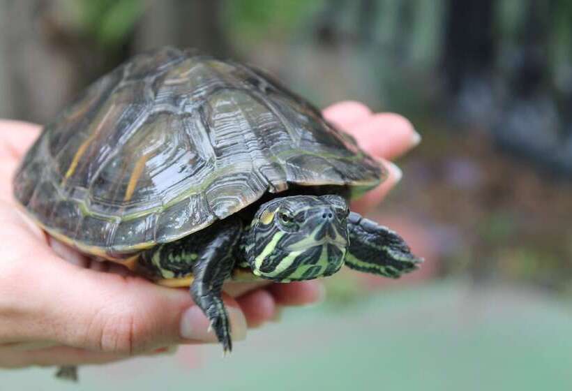 فندق صغير Hostal Cocos Inn