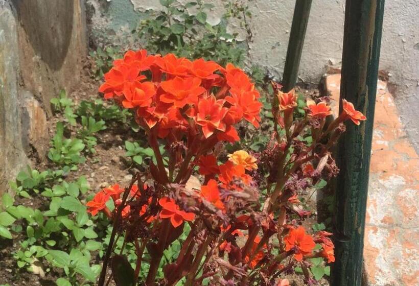 هاستل Posada Junco Y Capuli