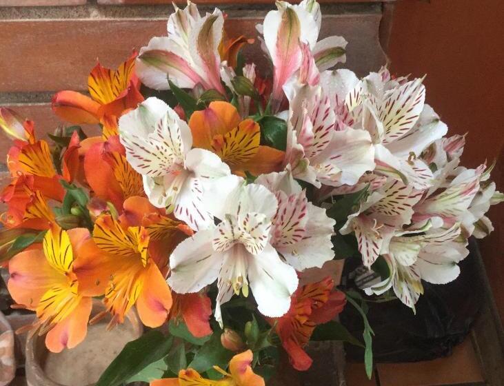 هاستل Posada Junco Y Capuli