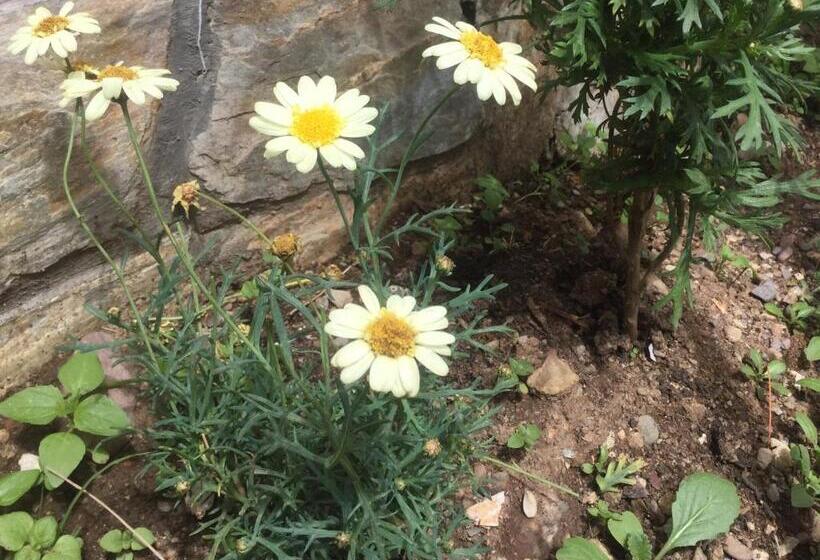 هاستل Posada Junco Y Capuli