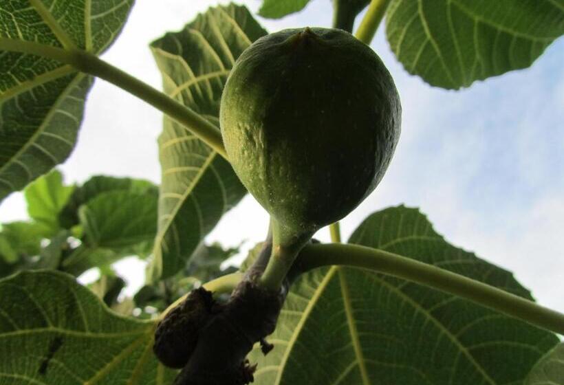 בית מלון כפרי Agriturismo Borghetto Il Montino