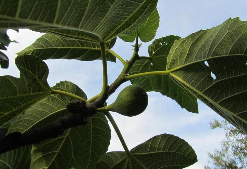 בית מלון כפרי Agriturismo Borghetto Il Montino