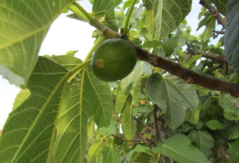 בית מלון כפרי Agriturismo Borghetto Il Montino
