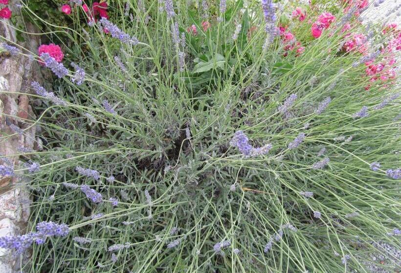 בית מלון כפרי Agriturismo Borghetto Il Montino