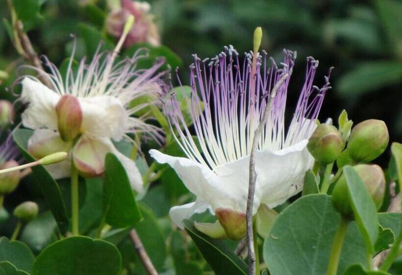 בית מלון כפרי Agriturismo La Dolce Vita Lipari