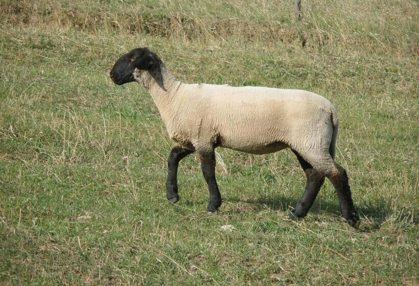 Отель Agriturismo Podere Fiume