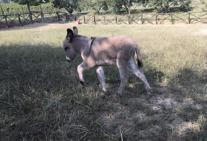 ホテル Agriturismo Relais Il Bricco