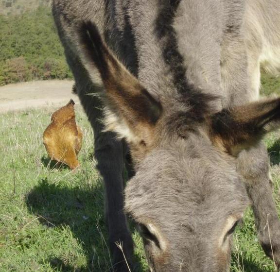 فندق Agriturismo Selvella