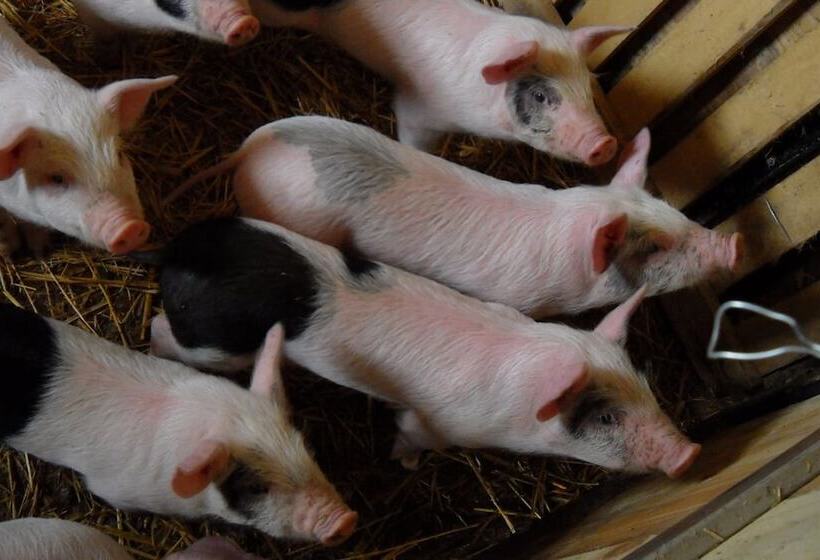 ホテル Terra Di Michelangelo