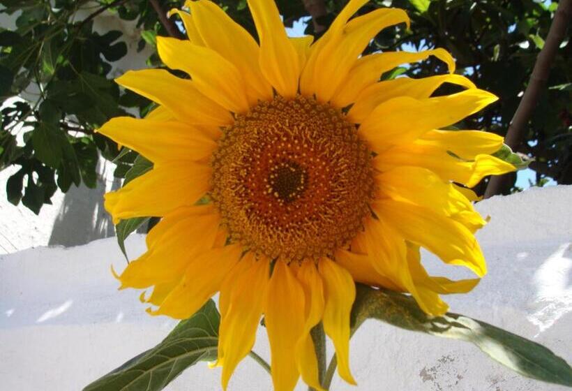 펜션 Aguarela Tavira