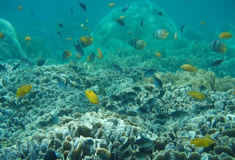 פנסיון Aquaterrace Amed