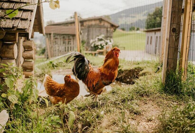 پانسیون Hoferhof Ski In & Ski Out Hotel Schladming  Dachstein