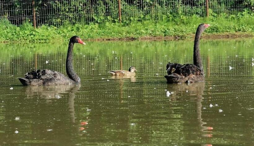 פנסיון Poiana Bucovat