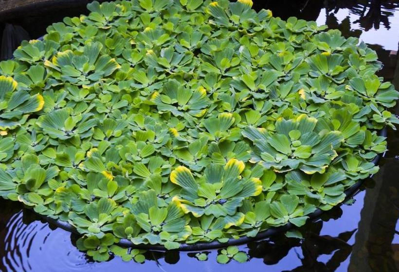 펜션 Pousada Ilhabela