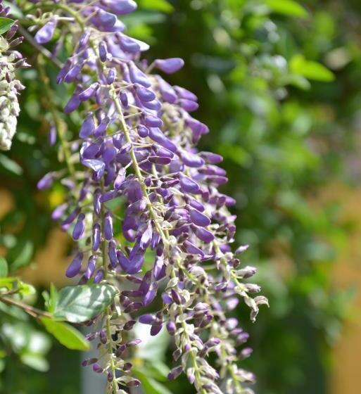 פנסיון Villa Lucchesi