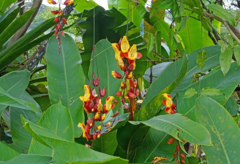 ユースホステル Mindo Real